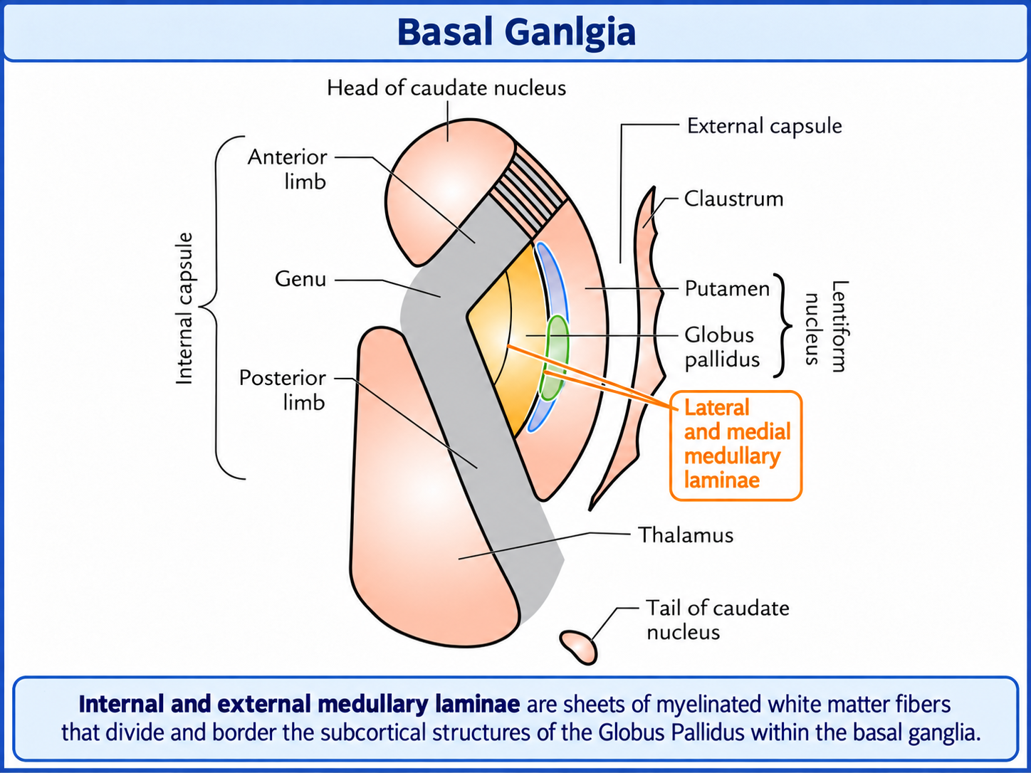 Basal ganglia anatomy diagram