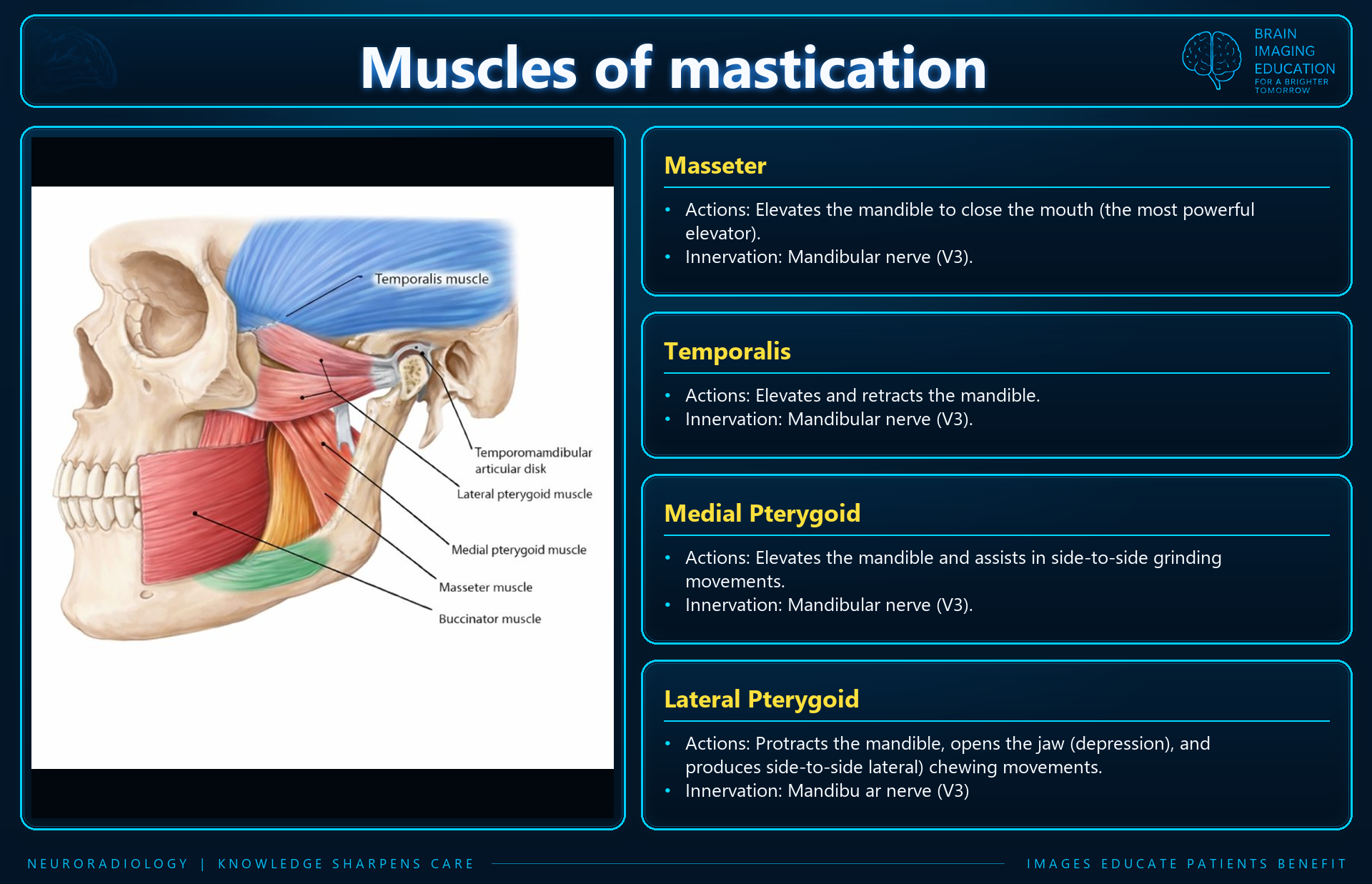 Muscles of mastication teaching slide showing the masseter, temporalis, medial pterygoid and lateral pterygoid muscles with their actions and innervation.