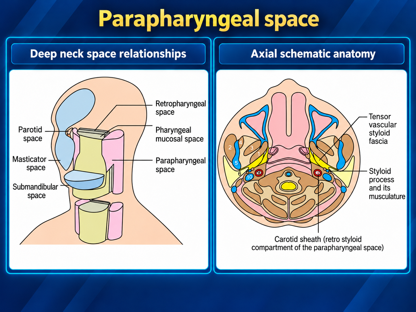 Teaching slide with deep neck space relationships and axial schematic anatomy.