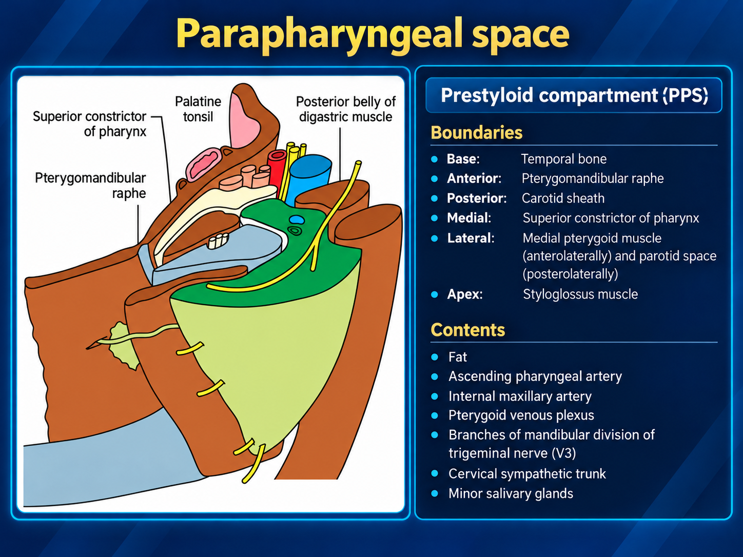 Anatomic illustration and supplied list of prestyloid boundaries and contents.