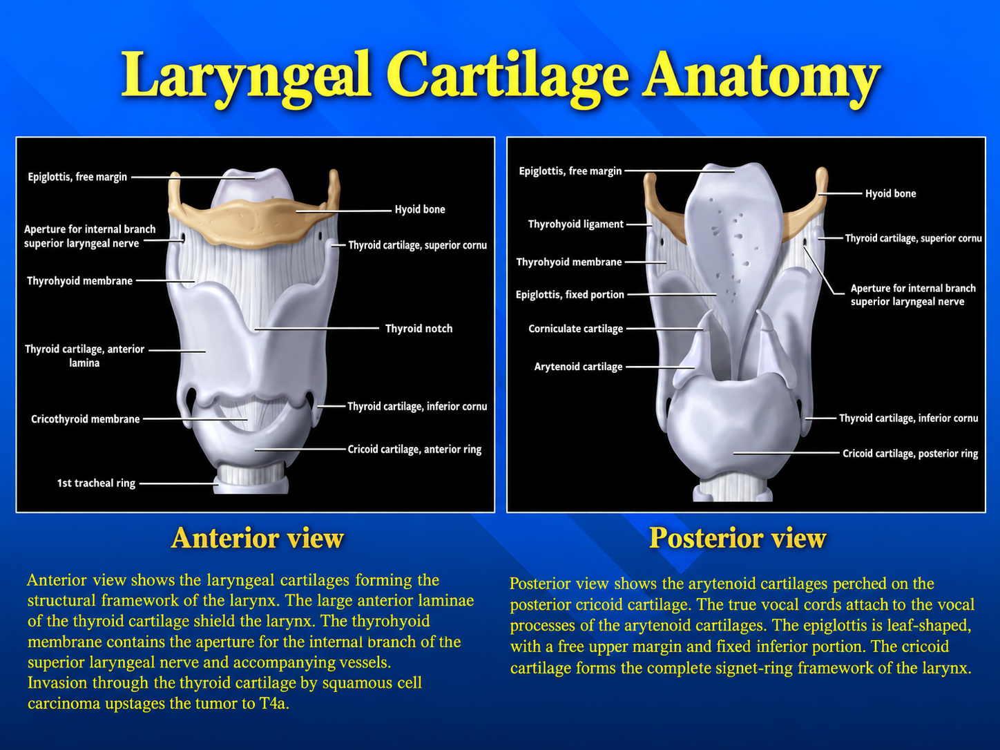 Anterior and posterior views of the laryngeal cartilages