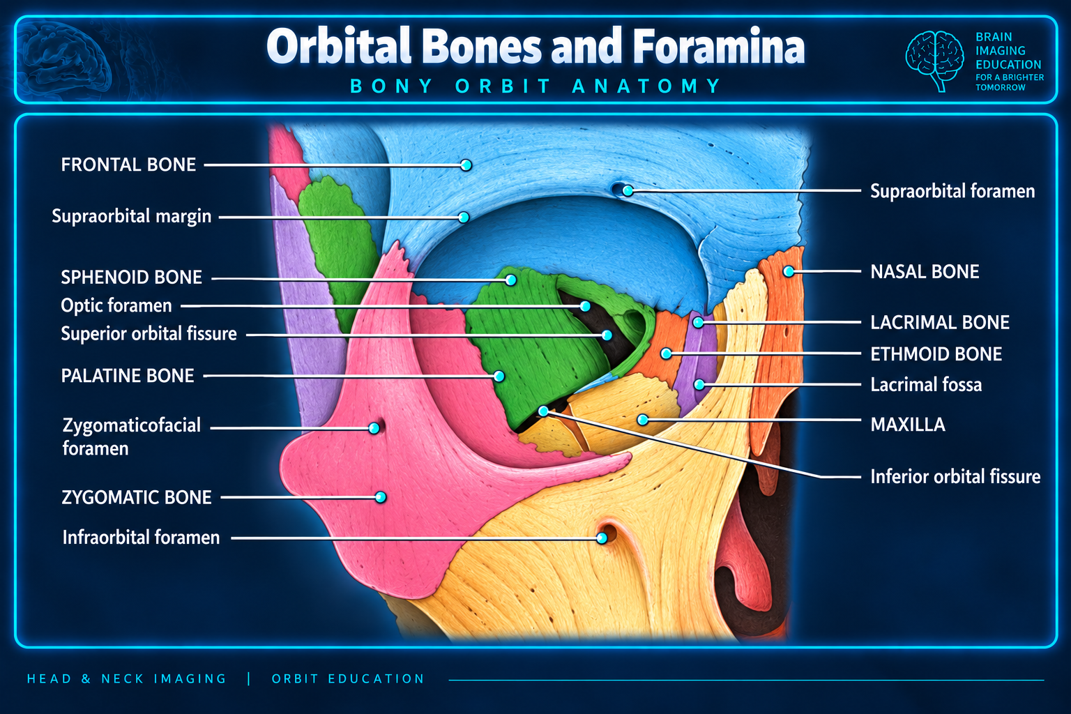 Orbital bones and foramina