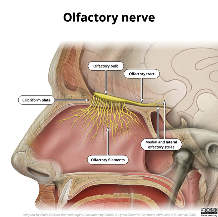 Diagram of the olfactory filaments, cribriform plate, bulb, tract, and striae