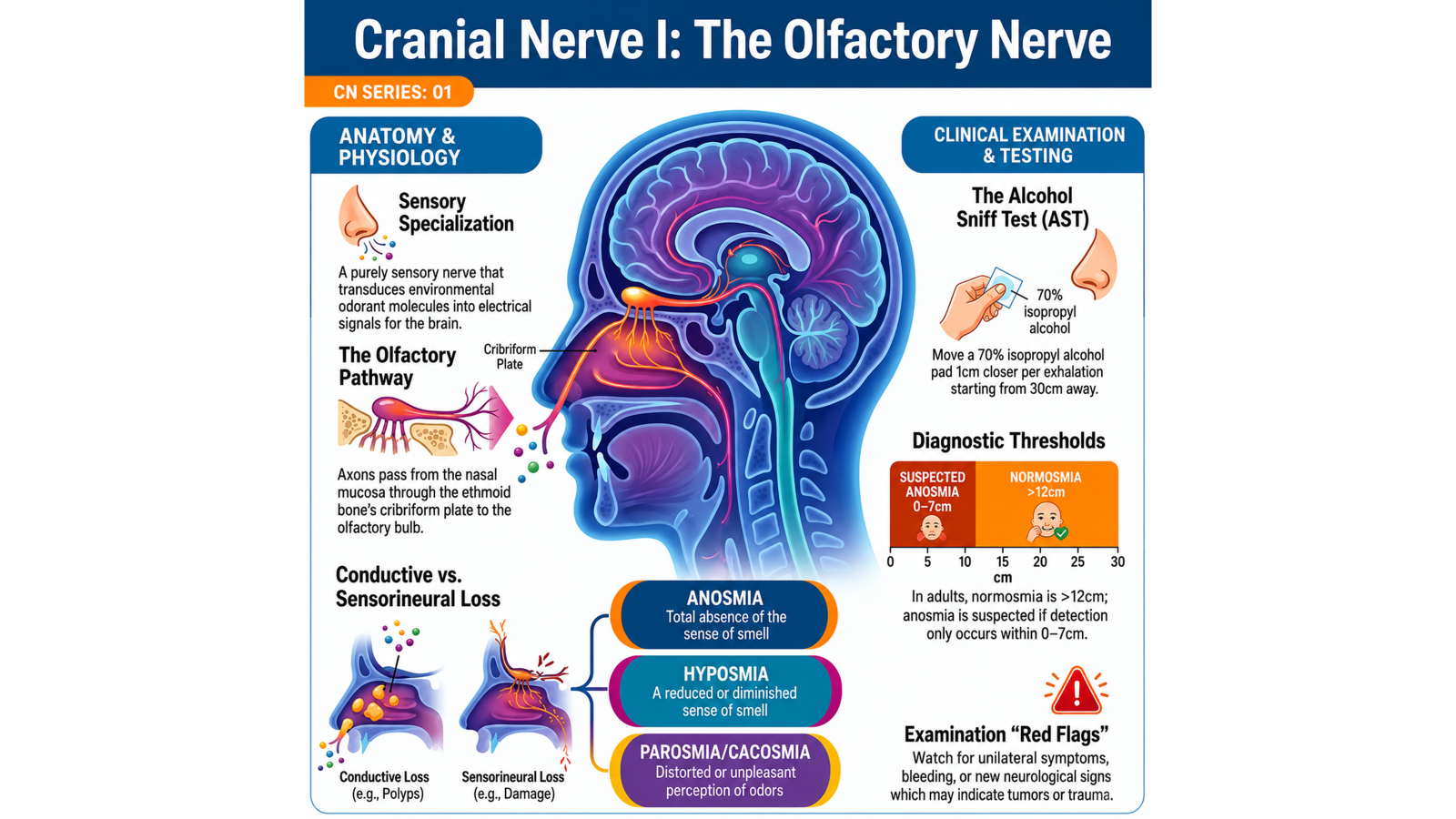 Illustrated overview of cranial nerve I anatomy and physiology