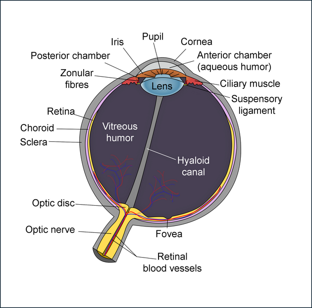 Cross-sectional diagram of the globe, retina, optic disc, and optic nerve