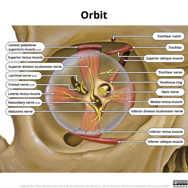 Posterior orbital anatomy showing the optic nerve within the tendinous ring