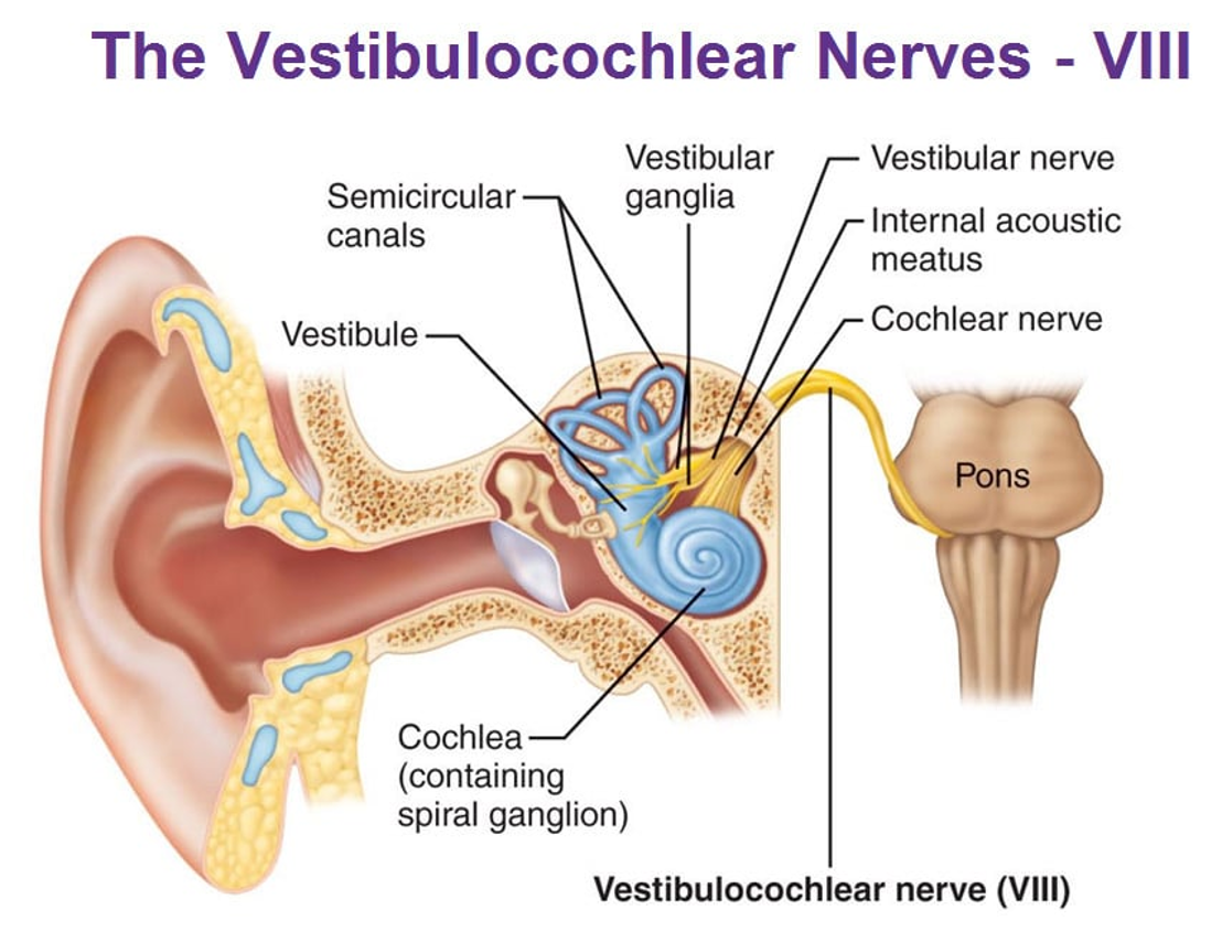 Diagram of the vestibulocochlear nerve, cochlea, vestibule, semicircular canals, and internal acoustic meatus