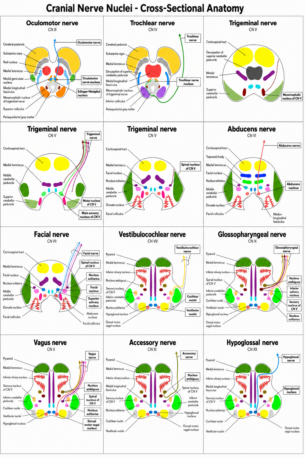 Cross-sectional brainstem anatomy of cranial nerve nuclei III through XII