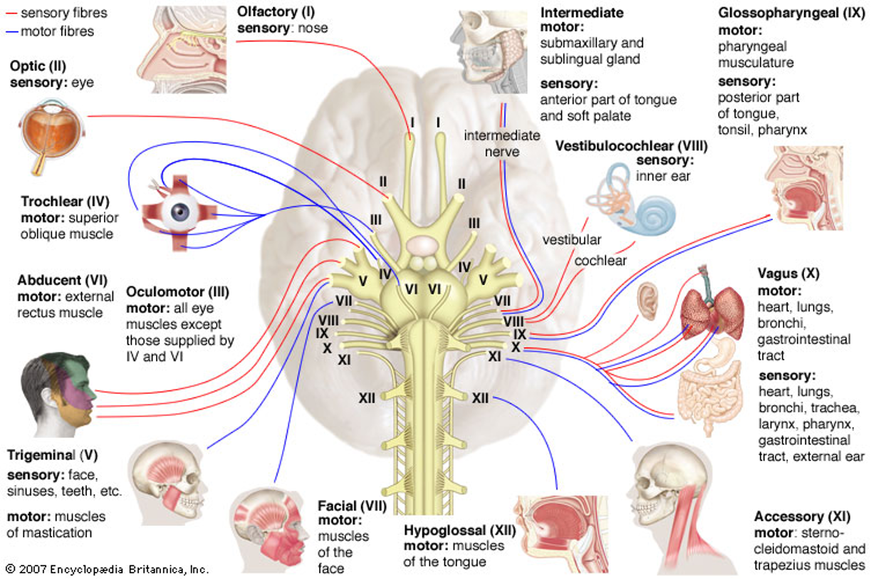 Cranial nerve sensory and motor pathways