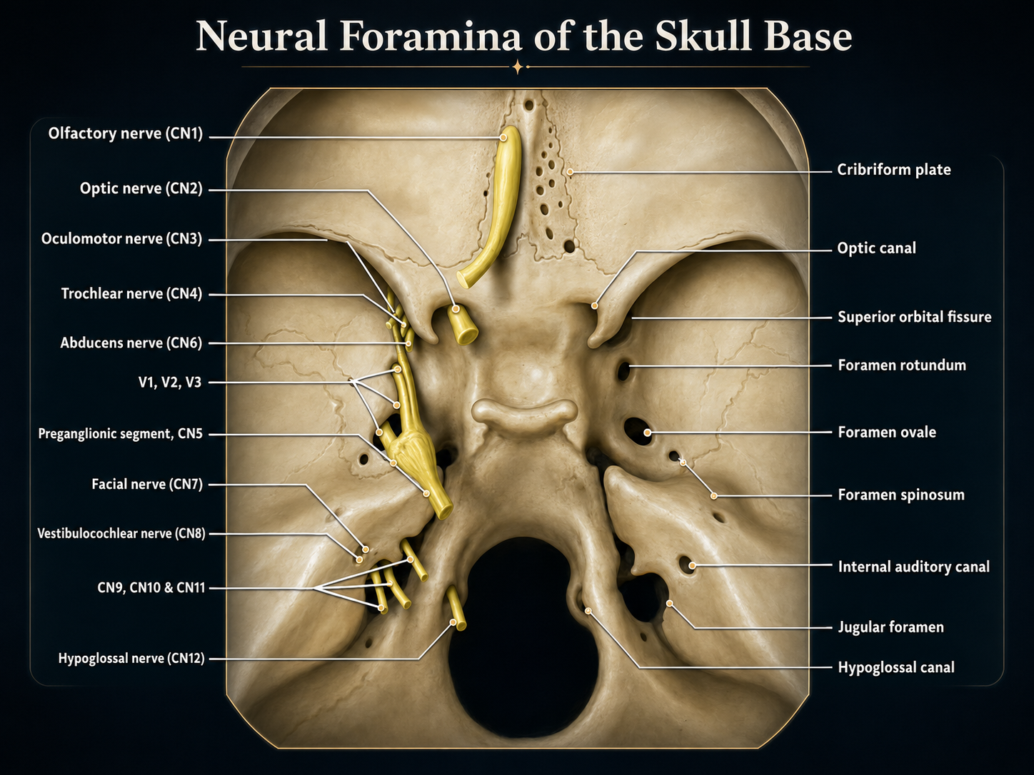 Cranial nerves and skull-base foramina