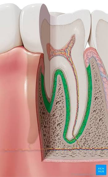 Periodontal Ligament
